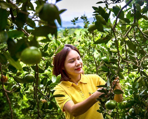 hộ sản xuất áp dụng dễ dàng vào sản xuất