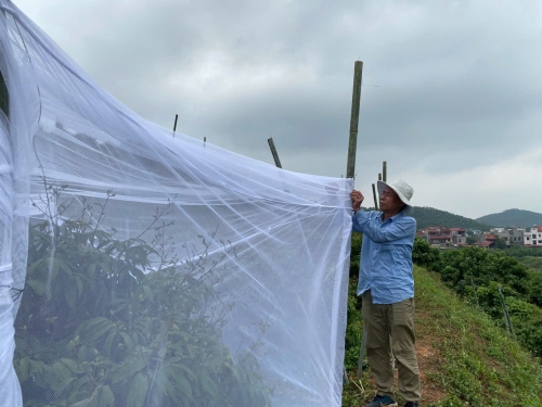 ISATS thử nghiệm giải pháp màn lưới che phủ cây vải nhằm nâng cao chất lượng trái xuất khẩu tại Bắc Ninh