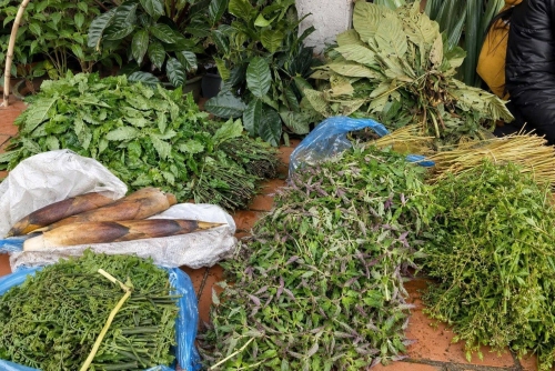 Từ cây thuốc trong rừng đến sinh kế dưới tán rừng: Nà Hẩu đánh thức giá trị bản đị